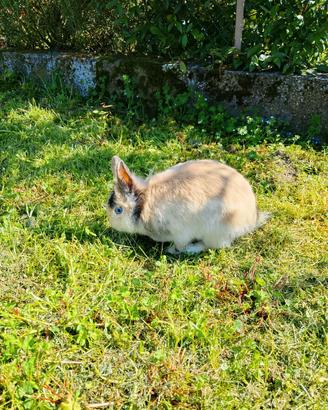 Conigli nani testa di leone