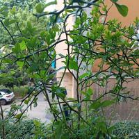 Pianta arancio trifogliato o Ponciro, vaso rotondo