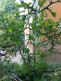 Pianta arancio trifogliato o Ponciro, vaso rotondo