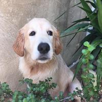 Golden Retriever addottasi