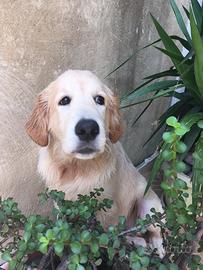 Golden Retriever addottasi