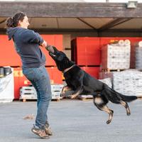 Pastore tedesco grigione per monta