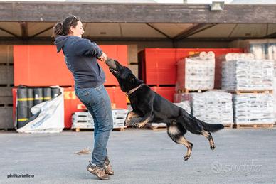 Pastore tedesco grigione per monta