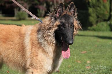 Pastore belga tervueren