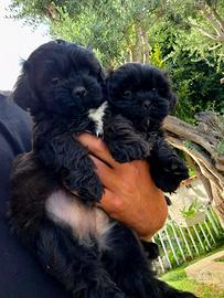 Maltipoo