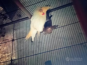 Coppia di calopsite compreso di gabbia