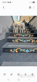 Maltese