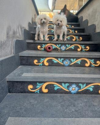 Maltese