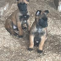 Cucciolo pastore malinois