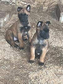 Cucciolo pastore malinois