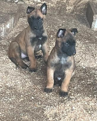 Cucciolo pastore malinois