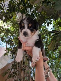 Cuccioli di Pastore australiano