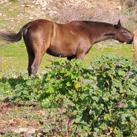 Cavalla andalusa morella