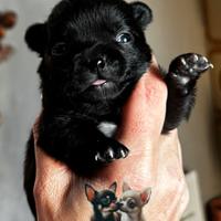 Cuccioli di chihuahua con pedigree