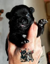 Cuccioli di chihuahua con pedigree