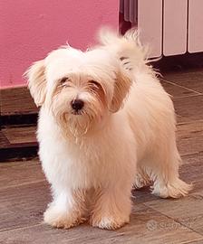 maltipoo toy