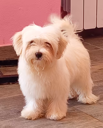 maltipoo toy