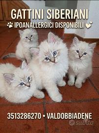 Gattini siberiani ipoanallergici disponibili