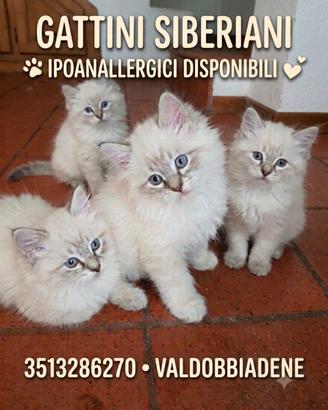 Gattini siberiani ipoanallergici disponibili