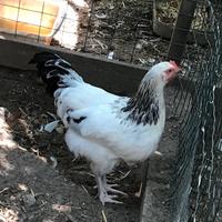 Gallo Sussex Columbia