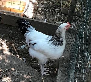 Gallo Sussex Columbia