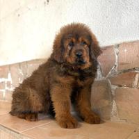 Tibetan mastiff