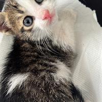 Adozione per gattino