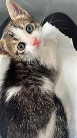 Adozione per gattino
