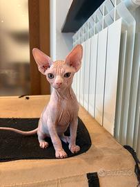 Gatti Sphynx