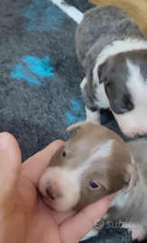 Cuccioli di Border Collie