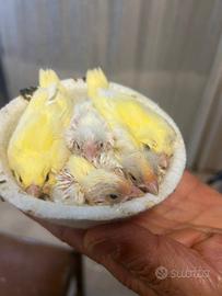 Canarini novelli giallo