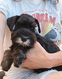Schnauzer nano cucciolo