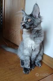 dolcissima cucciola di Maine Coon con pedigree