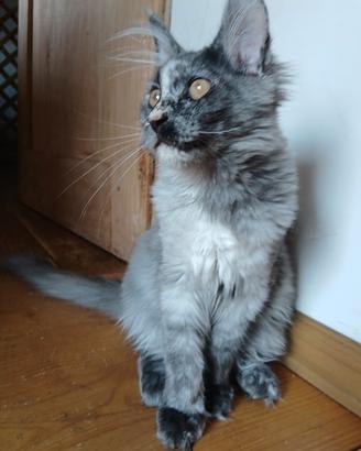 dolcissima cucciola di Maine Coon con pedigree