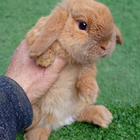 Ariete nano fulvo mini loop