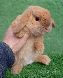 Ariete nano fulvo mini loop