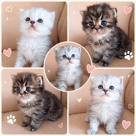 Disponibili cuccioli di gatti persiani