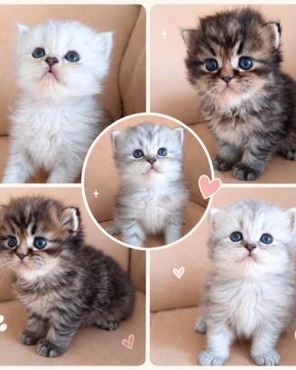 Disponibili cuccioli di gatti persiani
