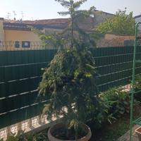 Pianta di Abete Bianco in vaso