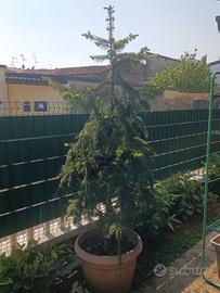 Pianta di Abete Bianco in vaso