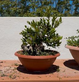 Bonsai di Mirto F.
