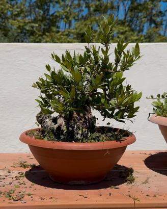 Bonsai di Mirto F.