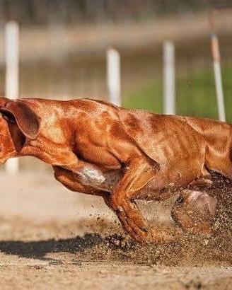Rhodesian
