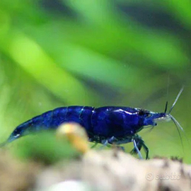 Caridine gamberetti per acquario tropicale