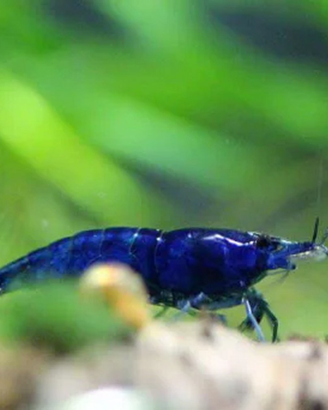 Caridine gamberetti per acquario tropicale