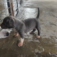 Amstaff american Staffordshire terrier no Pitbull