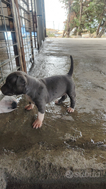 Amstaff american Staffordshire terrier no Pitbull