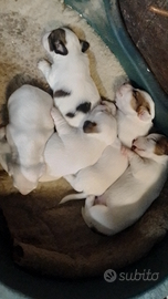 Jack Russell zampa corta