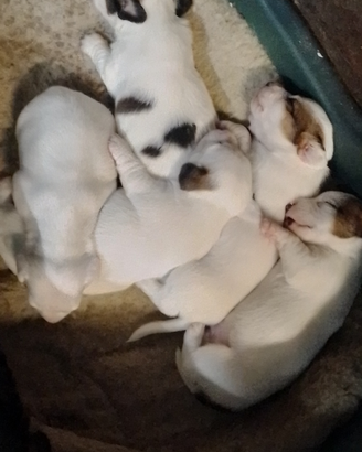 Jack Russell zampa corta