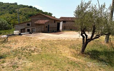 Alviano: terreno 10.000mq, uliveto, 3 magazzini C2